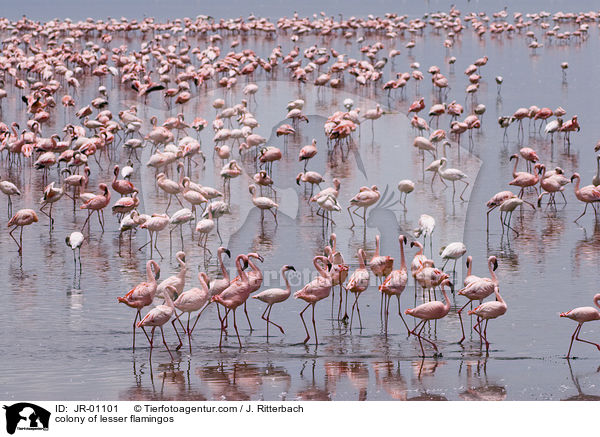 Kolonie Zwergflamingos / colonyof lesser flamingos / JR-01101